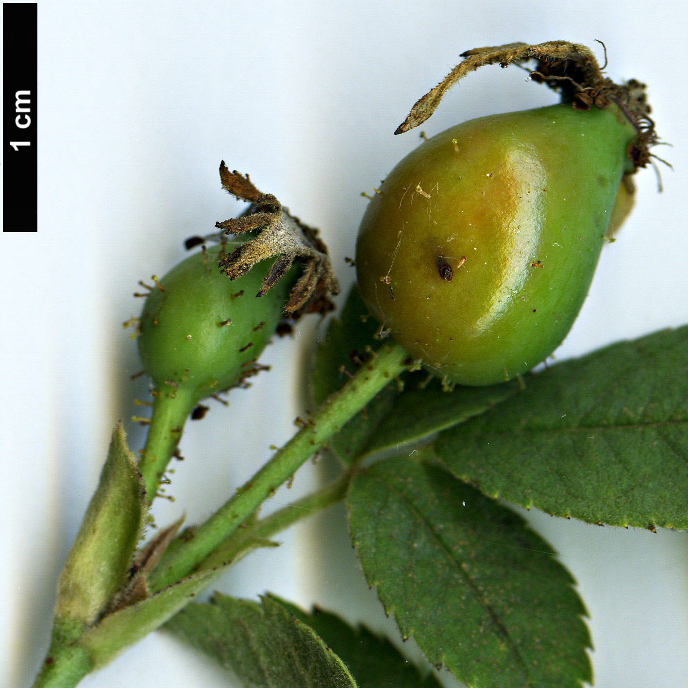 High resolution image: Family: Rosaceae - Genus: Rosa - Taxon: tomentosa High resolution image: Family: Rosaceae - Genus: Rosa - Taxon: tomentosa